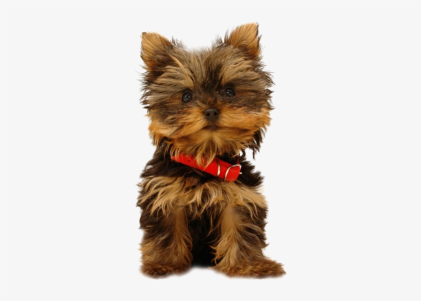 Tube - Yorkshire Terrier Iphone 6, transparent png download