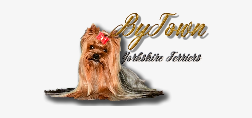 Home Yorkie Info Eddie Jazz Puppies Nuvet Email Visit - Yorkshire Terrier, transparent png download