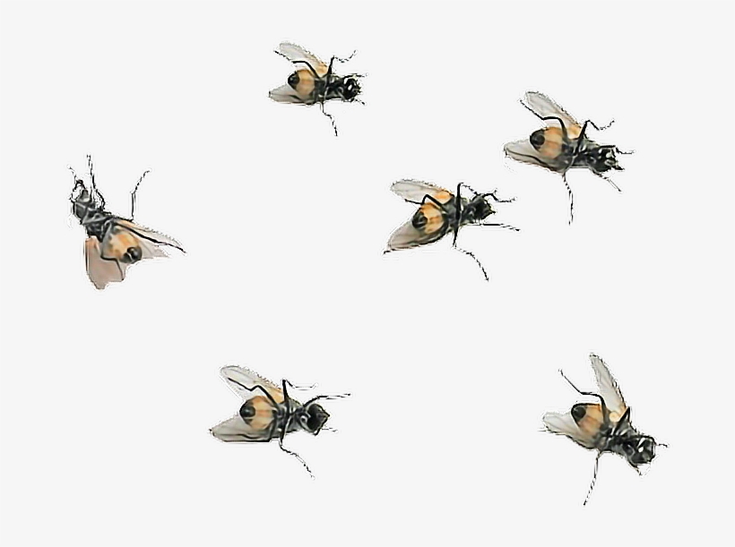 Report Abuse - Flies Png, transparent png download