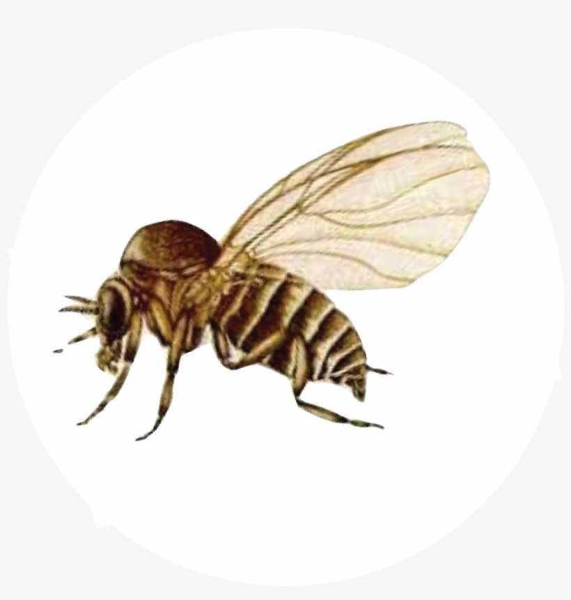 Black Flies - Black Fly, transparent png download