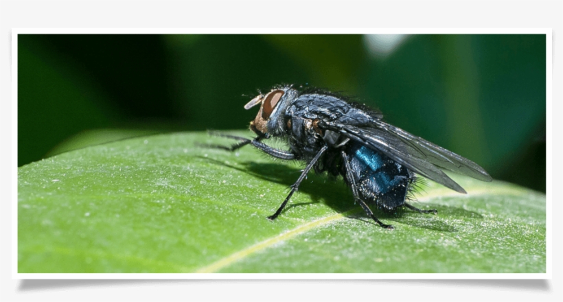 Cluster Flies Look Like The Common Housefly, But There - Cluster Fly, transparent png download