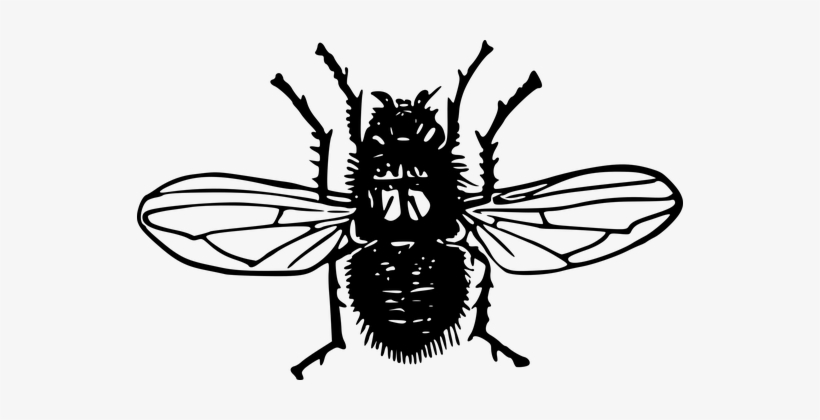 Animal, Blowfly, Fly, Insect - Insect, transparent png download