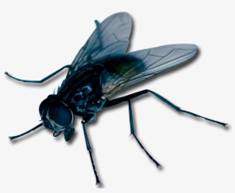 Primary Abilities - Flies Clipart Png, transparent png download
