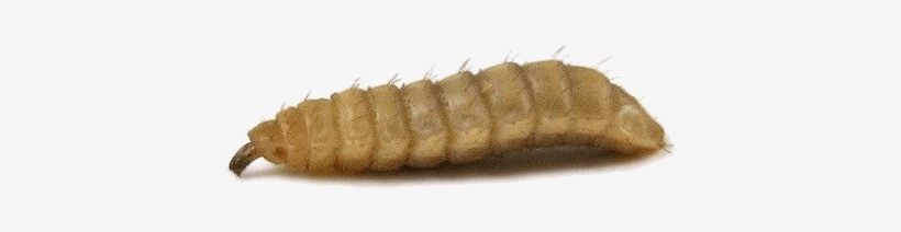 11 Reasons Black Soldier Fly Larvae Will Feed The Future, transparent png download