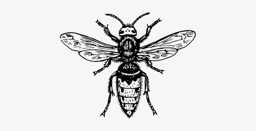 Insect Housefly Drawing Black Fly - Fly Clipart Black And White, transparent png download