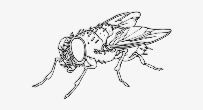 "we Ultimately Decided That The Most Radical Thing - Flies Black And White, transparent png download