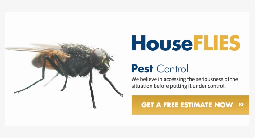 House Fly, transparent png download