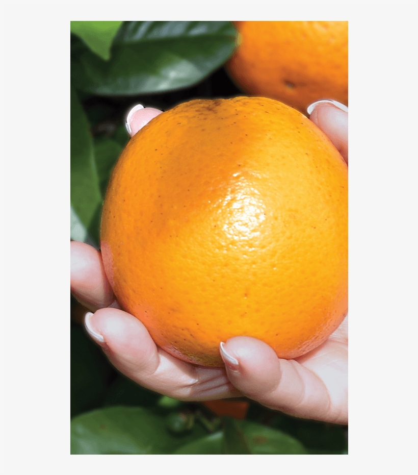 Fresh Blueberries - Rangpur, transparent png download