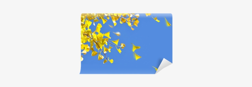 Ginkgo Leaves Blowing In The Autumn Breeze Wall Mural - Foglie Mosse Dal Vento, transparent png download