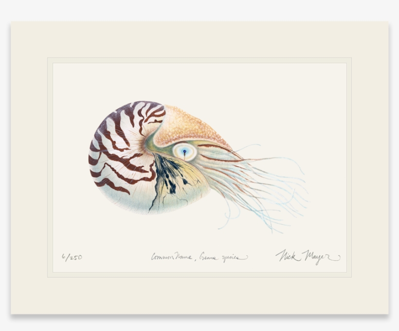 Chambered Nautilus, transparent png download
