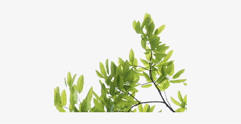 Mulch Beds - Software Design Pattern, transparent png download