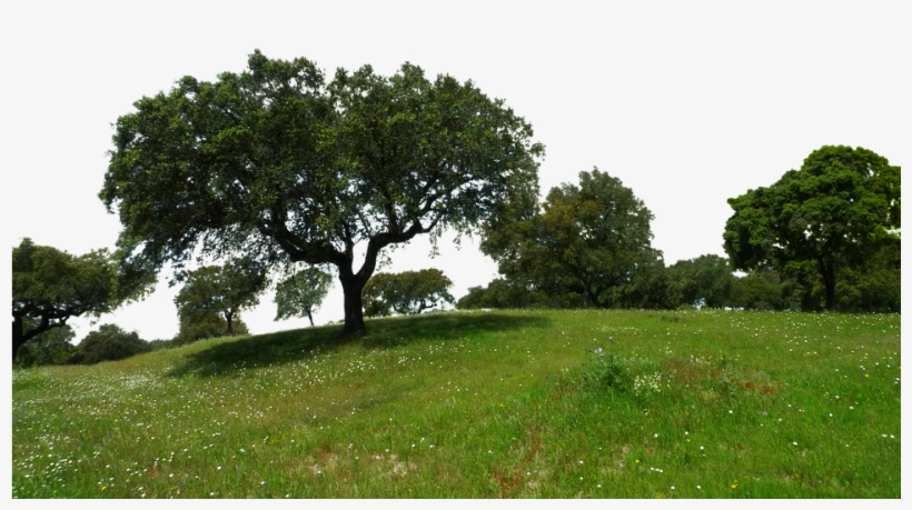 Related Wallpapers - Tree Nature Png, transparent png download