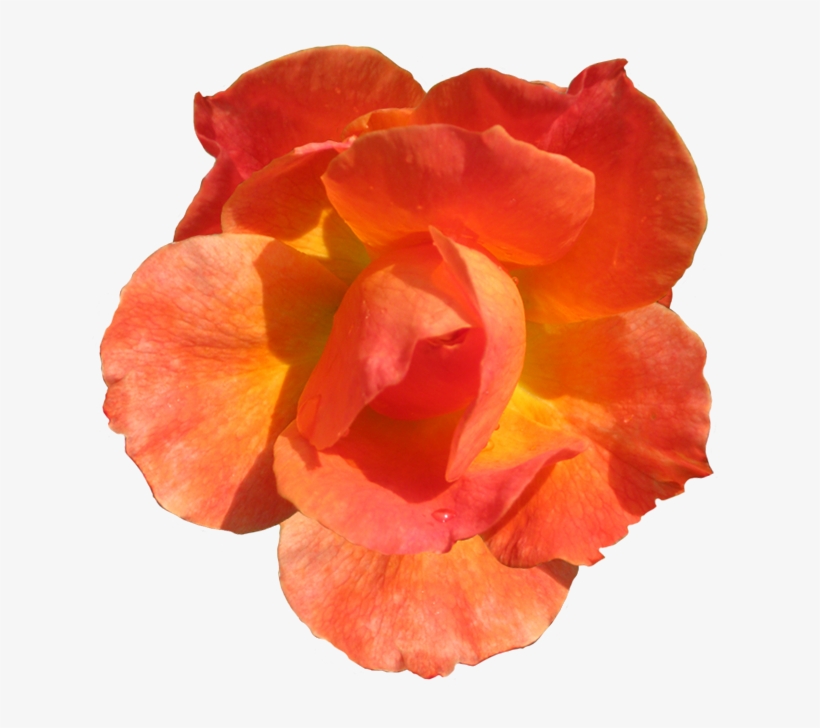 Red Flower Clipart Flower Head - Flower Real Red Png, transparent png download