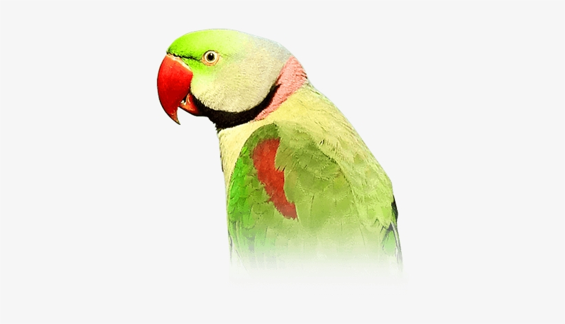 Alexandrine Parakeet, transparent png download