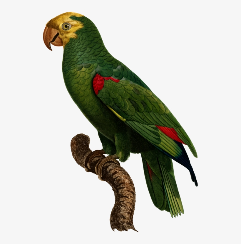 Budgerigar Loriini Bird Parakeet Parrots - Great Big Canvas Jacques Barraband Poster Print Entitled, transparent png download