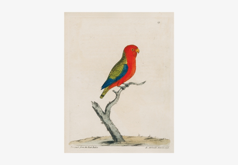 Parakeet, transparent png download