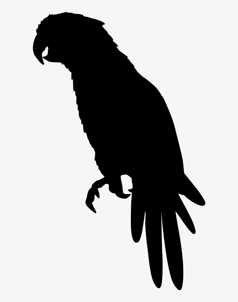 Download Png - Bird, transparent png download