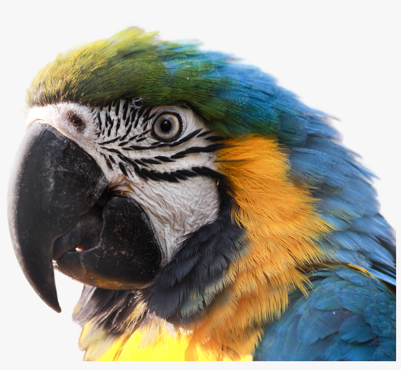 Ara, Parrot, Bird, Blue Macaw, Clipping, Graphics - Macaws, transparent png download