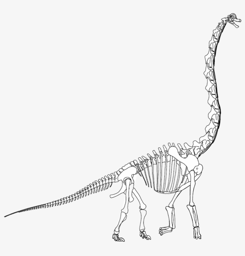 Picture Stock Velociraptor Tyrannosaurus Terrestrial - Brachiosaurus Skeleton Png, transparent png download