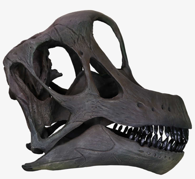 Brachiosaurus Altithorax - Brachiosaurus Skull Png, transparent png download
