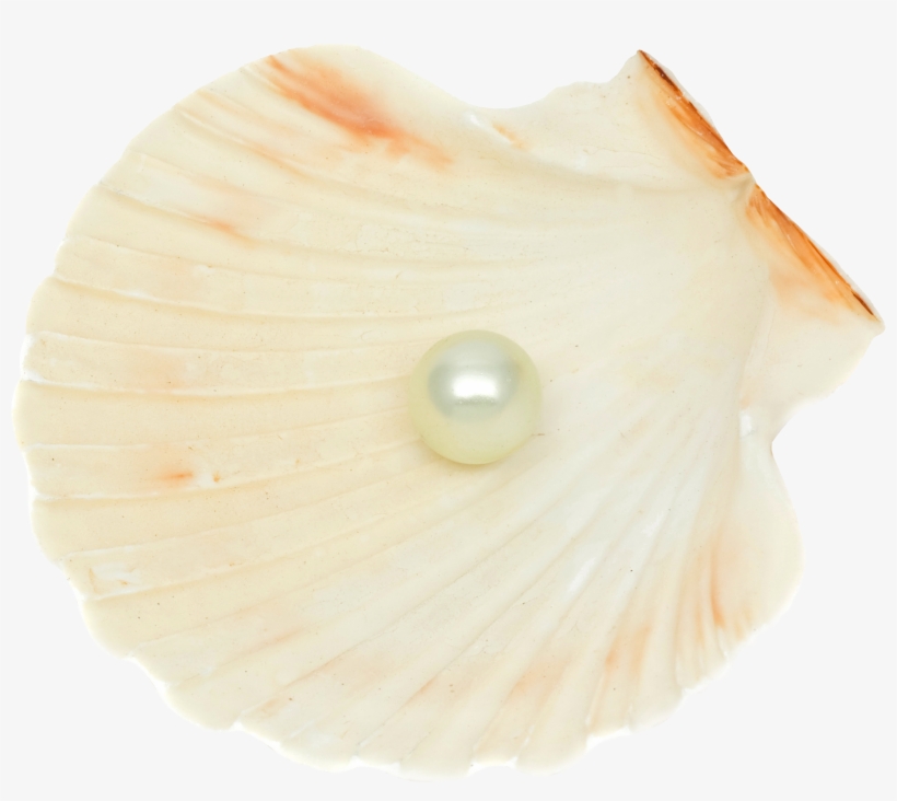 Seashell Png - Portable Network Graphics, transparent png download