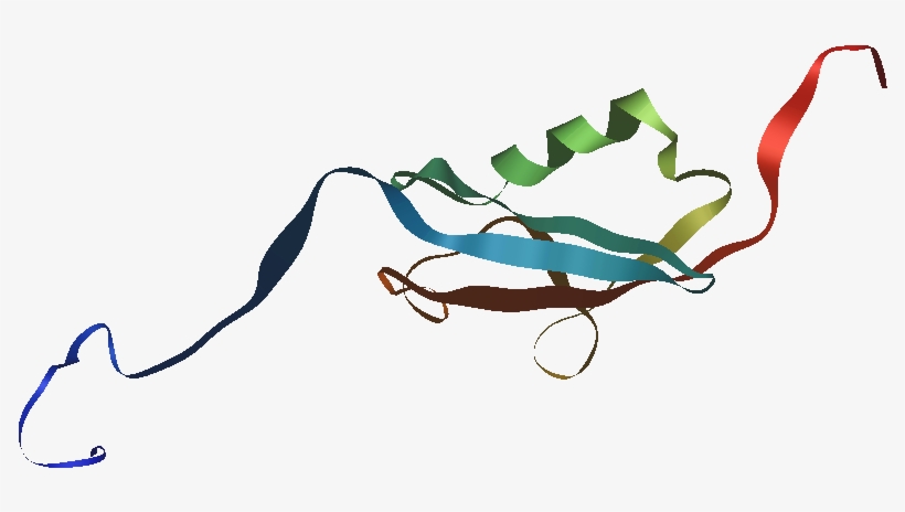 Hsumo1 1a5r Nmr Ribbons - Ribbons, transparent png download