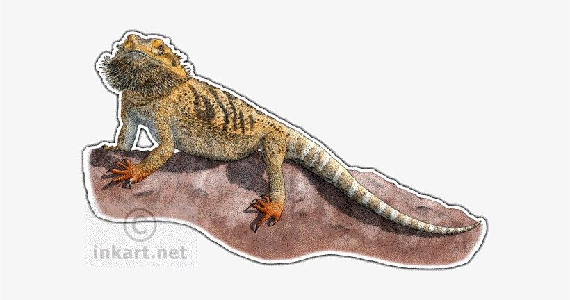 bearded dragon decal