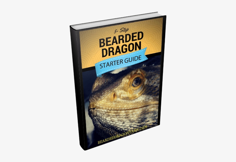 5-step Bearded Dragon Starter Guide - Bearded Dragons, transparent png download