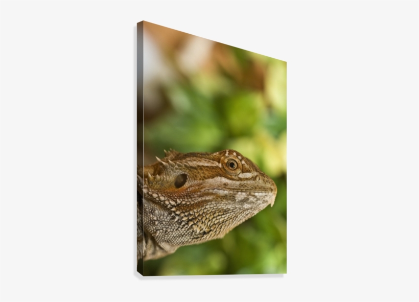 Bearded Dragon Lizard Canvas Print - Bearded Dragons, transparent png download