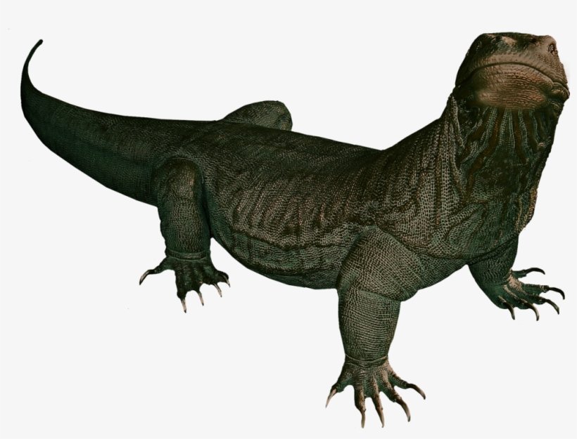 Komodo Dragon Png Clipart Komodo Dragon Without Background Png Image Transparent Png Free Download On Seekpng Komodo Dragon Png Clipart Komodo Dragon Without Background Png Image Transparent Png Free Download On Seekpng