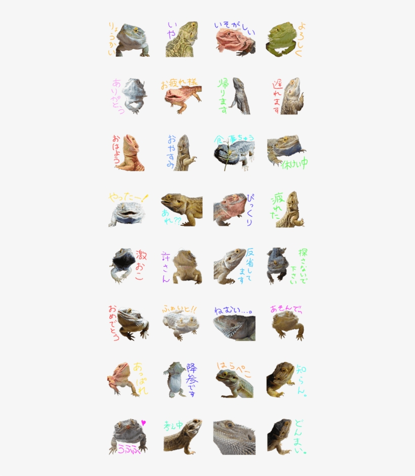 Bearded Dragon,buchou - Fish, transparent png download