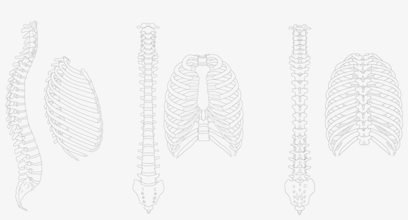 Spine Drawing Rib Cage - Spine And Ribs Drawing, transparent png download