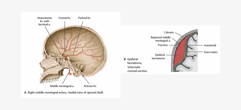 Cb402a - Sphenopalatine Artery, transparent png download