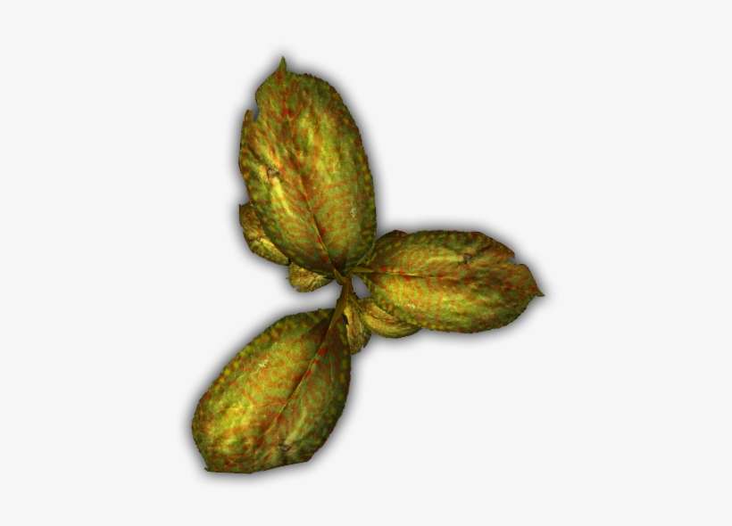 Small Tropical Plant - Fruit, transparent png download