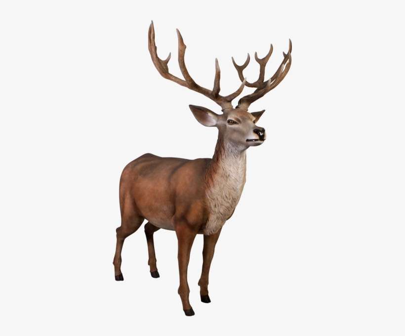 Deer, transparent png download