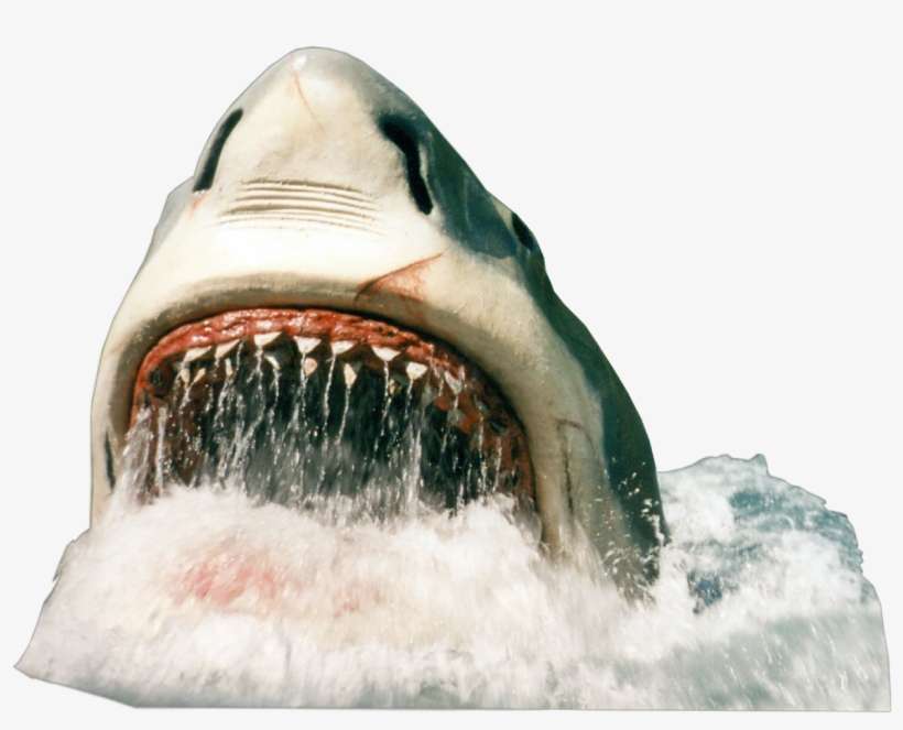 Shark Sharkattack Tubaraofreetoedit - Shark Png, transparent png download