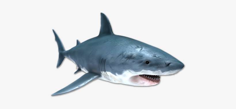 Image Is Not Available - Great White Shark, transparent png download