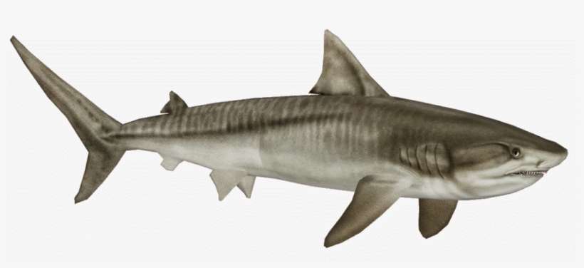 Tigershark Zpskbnatxgq - Zoo Tycoon 2 Tiger Shark, transparent png download