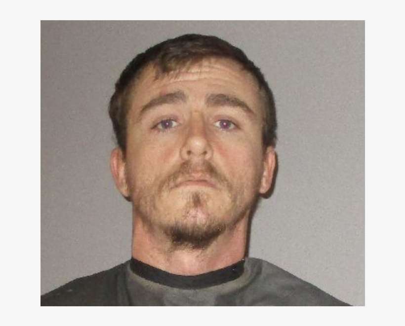 Palm - Palm Coast, transparent png download