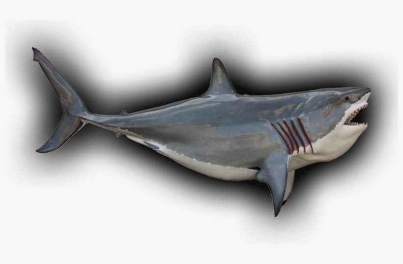 Great White Shark Fish Mount - Photography, transparent png download
