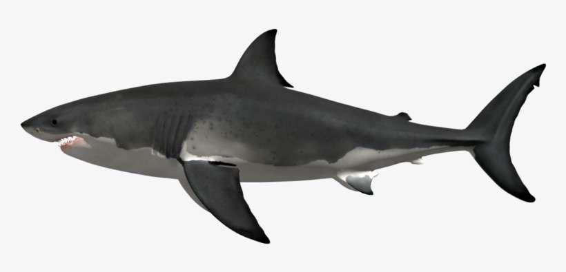 Shark - Maior Tubarão Branco Já Registrado, transparent png download