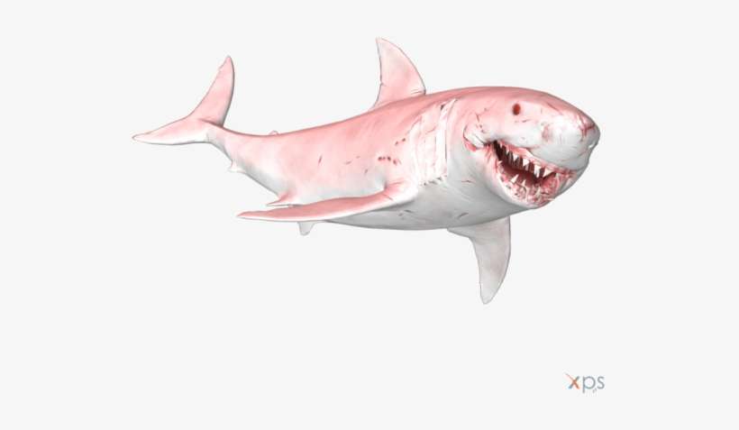 Australia's Massive White - Great White Shark, transparent png download