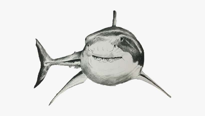 Adding Value To Create The Illusion Of Form, Space - Great White Shark, transparent png download