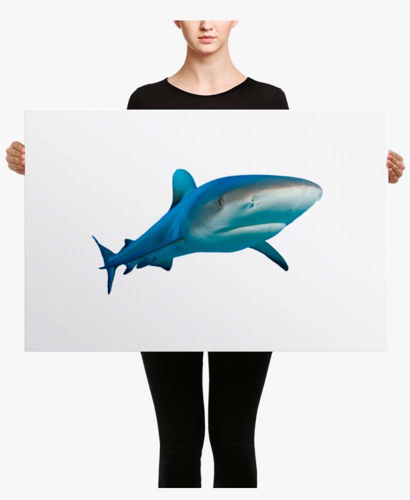 Great White Shark Canvas - Black Mask Red Pied French Bulldog Canvas, transparent png download