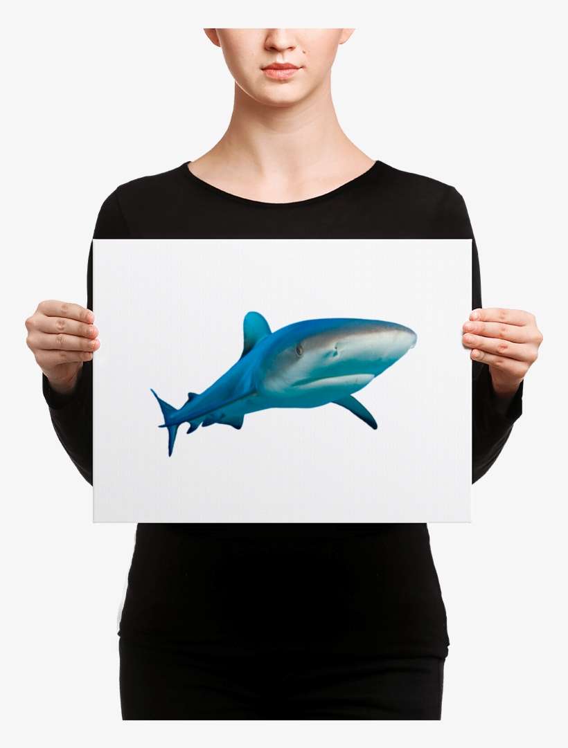 Great White Shark Canvas - Black Mask Fawn French Bulldog Is Ready, transparent png download