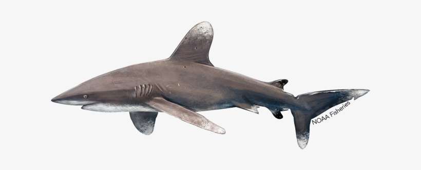 Oceanic Whitetip Shark, transparent png download