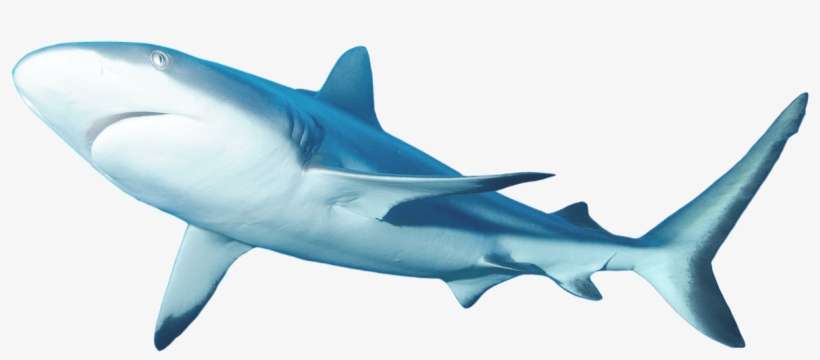 Lemon Shark - Great White Shark, transparent png download