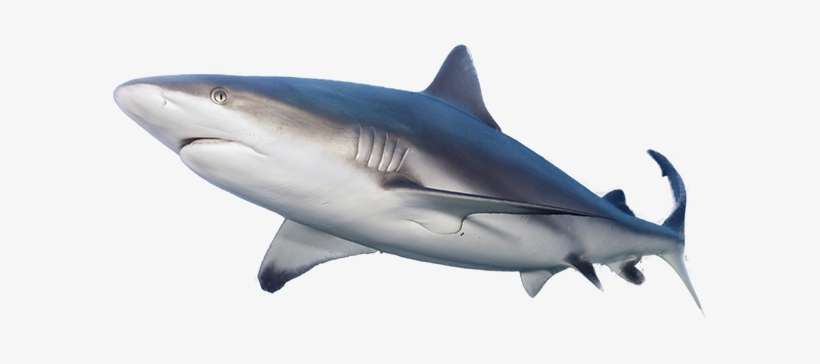 Shark - Great White Shark Cut Out, transparent png download