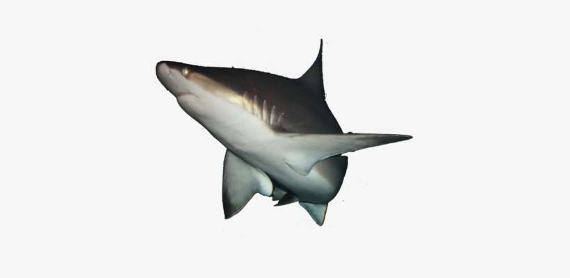 Img 0736 Shark - Great White Shark, transparent png download