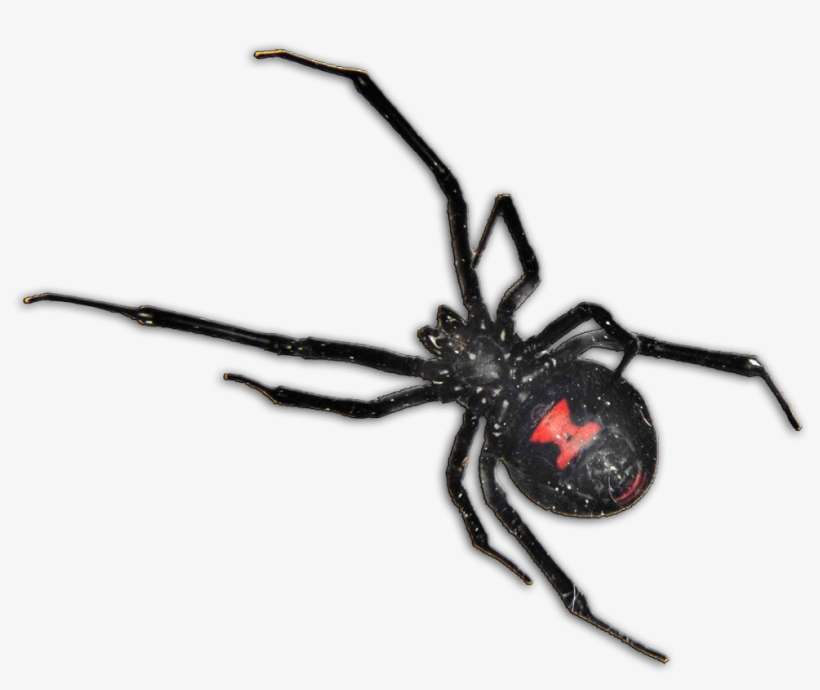 Black Widow Spider Pcs - Black Widow Spider South Africa, transparent png download